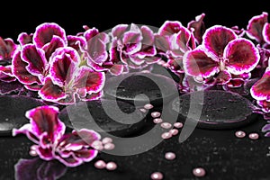 Beautiful spa concept of blooming dark purple geranium flower an