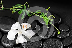 Beautiful spa concept of blooming delicate white hibiscus, green