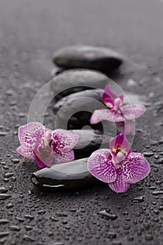 Beautiful spa concept of blooming orchid branch on wet zen stones on black background with water drops