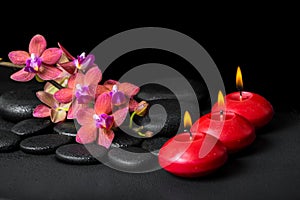 beautiful spa concept of blooming twig red orchid flower, phalaenopsis with water drops and candles on black zen stones, closeup