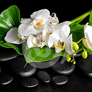 Beautiful spa concept of blooming white orchid flower
