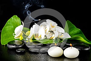 Beautiful spa concept of blooming white orchid flower; phalaenop