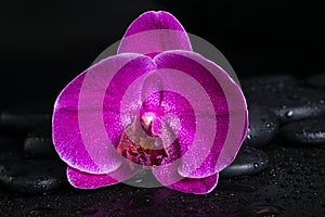 Beautiful spa concept of deep purple orchid (phalaenopsis)
