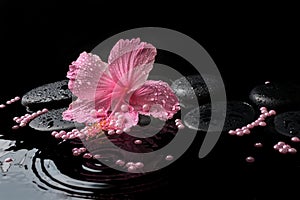 Beautiful spa concept of delicate pink hibiscus, zen stones