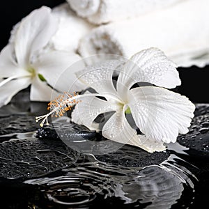 Beautiful spa concept of delicate white hibiscus, zen stones wit