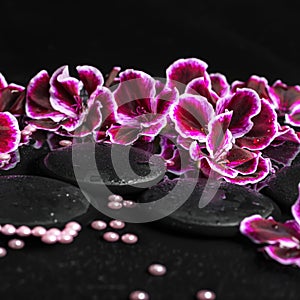 Beautiful spa concept of geranium flower, beads and black zen st