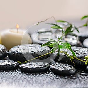 Beautiful spa concept of green twig passionflower with tendril,