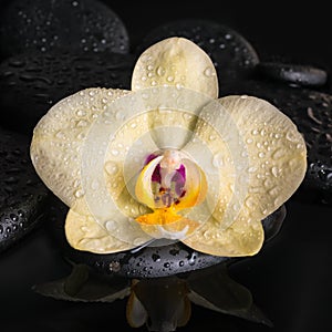 Beautiful spa concept of yellow orchid (phalaenopsis)