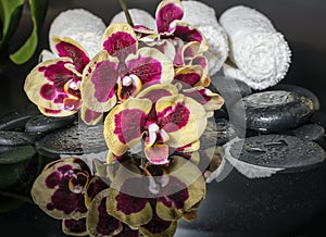 Beautiful Spa concept of zen stones, blooming twig orchid