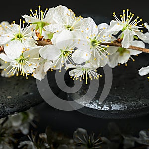Beautiful Spa concept of zen stones, blooming twig plum