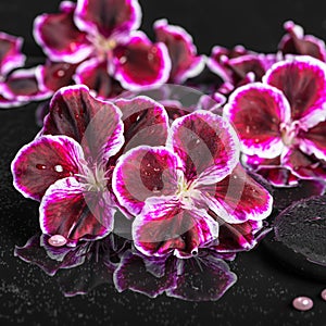 Beautiful spa setting of blooming dark purple geranium flower an