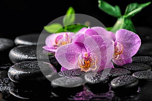 beautiful spa setting of blooming twig lilac orchid flower, green leaves with water drops on zen basalt stones