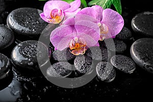 beautiful spa setting of blooming twig lilac orchid flower, green leaves with water drops and zen basalt stones on black