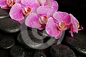 Beautiful spa setting of blooming twig stripped violet orchid