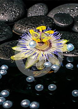 Beautiful spa setting of passiflora flower on zen basalt stones