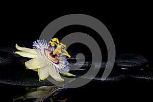 beautiful spa setting of passiflora flower on zen stones