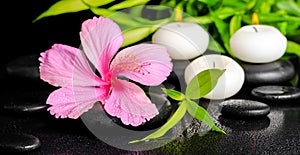 Beautiful spa setting of pink hibiscus flower, twigs bamboo and