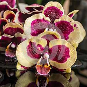 Beautiful spa setting of purple and yellow bandlet orchid