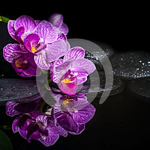 Beautiful spa setting of stripped orchid (phalaenopsis), zen stones with drops and reflection on water