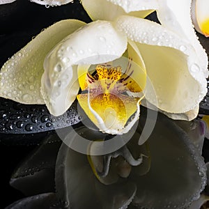 Beautiful spa setting of white orchid (phalaenopsis), zen stones