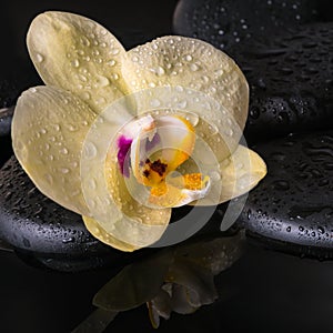 Beautiful spa setting of yellow orchid (phalaenopsis)