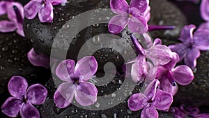 Beautiful spa setting of zen basalt stones with drops, lilac closeup