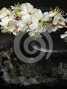 Beautiful Spa setting of zen stones, blooming twig of plum
