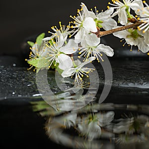 Beautiful spa setting of zen stones with drops and blooming twig