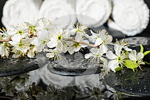 Beautiful spa setting of zen stones with drops and blooming twig