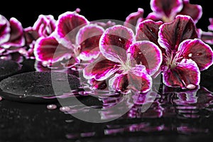 Beautiful spa still life of blooming dark purple geranium flower