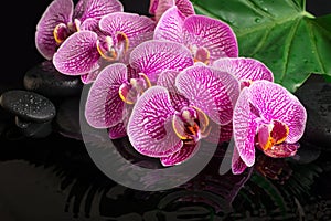 Beautiful spa still life of blooming twig stripped violet orchid