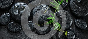 beautiful spa still life of green twig passionflower with tendril and ice on zen basalt stones with drops, panorama