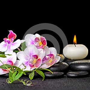 beautiful spa still life of purple orchid phalaenopsis, green twigs and candle on black zen stones with drops