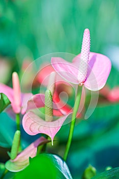 Beautiful spadix (Anthuriums) in the garden.