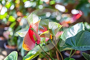 Beautiful spadix flower