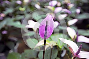 Beautiful spadix flower