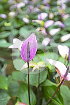 Beautiful spadix flower