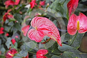 Beautiful spadix flower