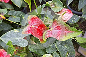 Beautiful spadix flower