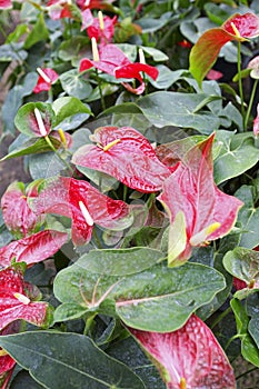 Beautiful spadix flower