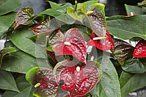 Beautiful spadix flower