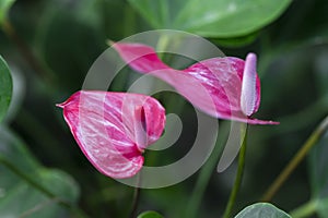 Beautiful spadix flower in the garden