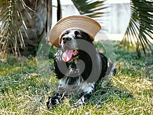 Beautiful spaniel dog wearing panama hat lies under palm tree on green grass on hot summer day with his tongue hanging out