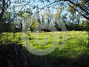 Beautiful spanish meadow photo