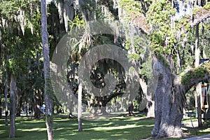 Beautiful Spanish moss hanging from a nearby cluster of trees along a bike path in the Coastal Georgia region