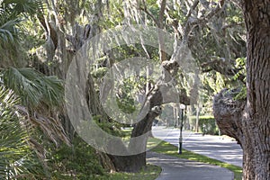 Beautiful Spanish moss hanging from a nearby cluster of trees along a bike path in the Coastal Georgia region