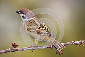Beautiful sparrow on branch