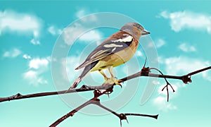 Beautiful sparrow on a branch Vector. Spring card. Blue sky backgrounds