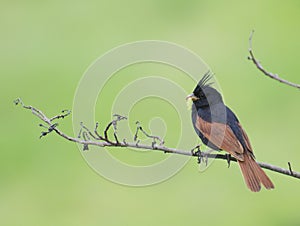 Beautiful Sparrow Crested Bunting