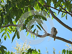 Beautiful sparrow in a suggested tree by the branch in the shade